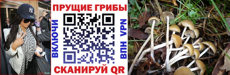 как найти наркотики  Венёв  МЕГА вход  Галлюциногенные грибы Psilocybine cubensis 